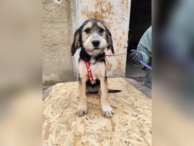 Cookie ist eine von sechs bezaubernden Cockermix-Welpen.