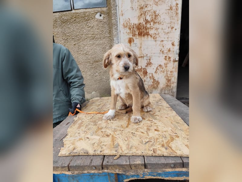 CINI ist eine von sechs bezaubernden Cockermix-Welpen.