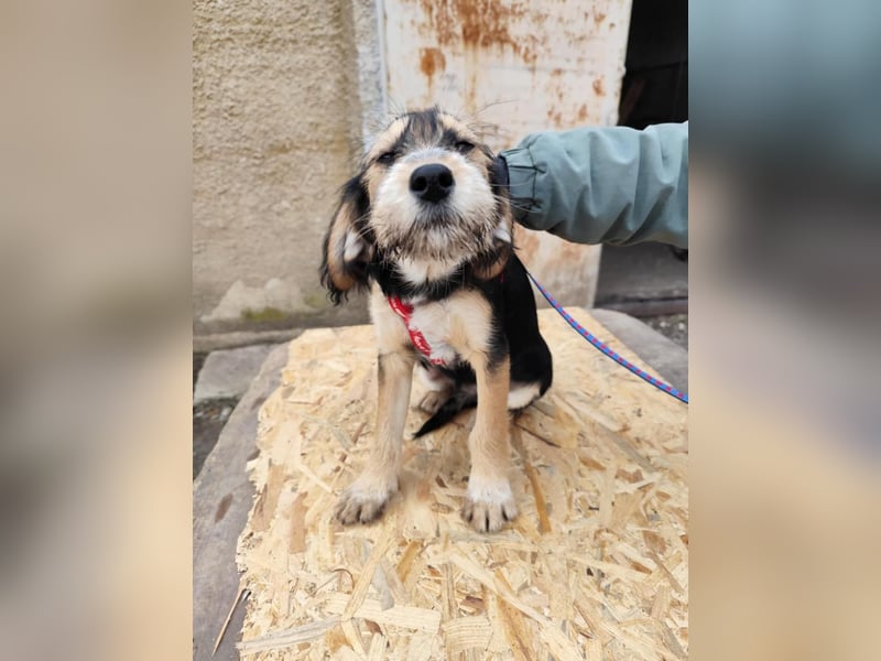 Cookie ist eine von sechs bezaubernden Cockermix-Welpen.