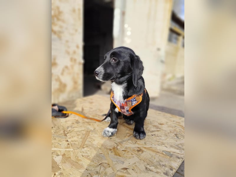 COCO  ist eine von sechs bezaubernden Cockermix-Welpen.