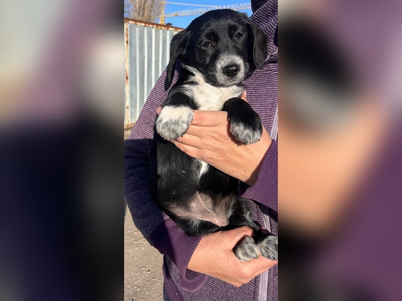 COSMA ist eine von sechs bezaubernden Cockermix-Welpen.