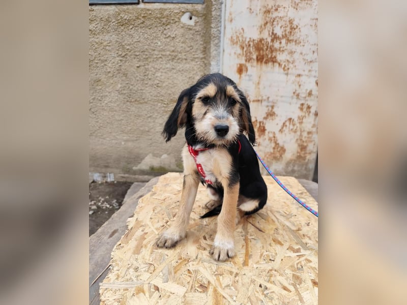 Cookie ist eine von sechs bezaubernden Cockermix-Welpen.