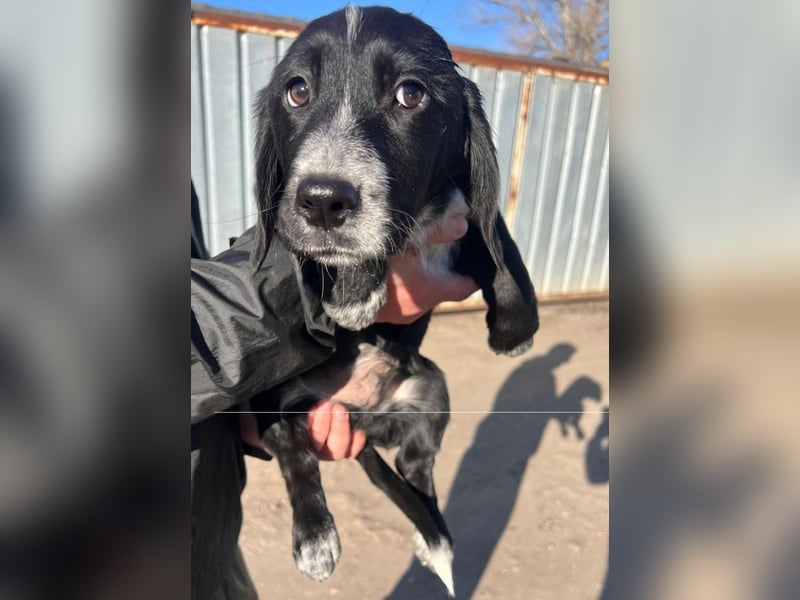 COLIN ist einer von sechs bezaubernden Cockermix-Welpen.