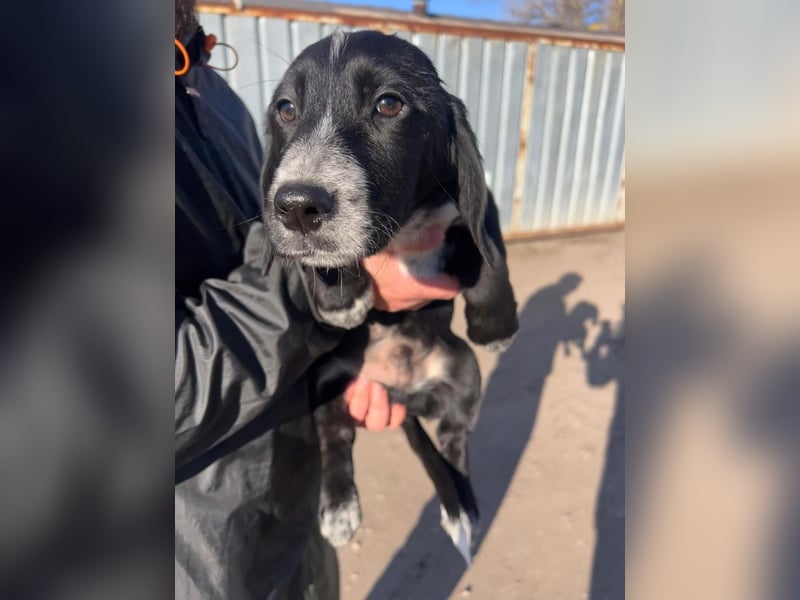 COLIN ist einer von sechs bezaubernden Cockermix-Welpen.