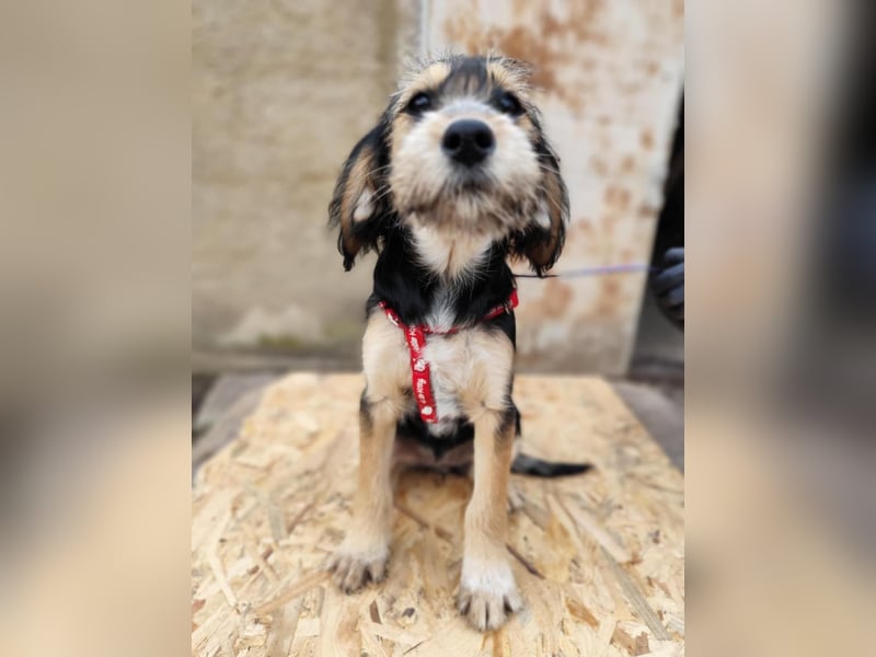 Cookie ist eine von sechs bezaubernden Cockermix-Welpen.