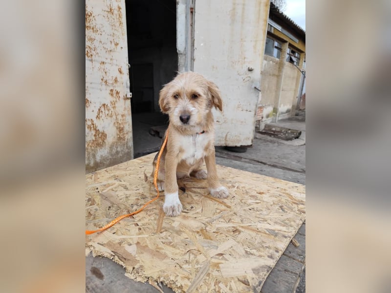 CINI ist eine von sechs bezaubernden Cockermix-Welpen.