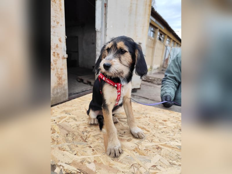 Cookie ist eine von sechs bezaubernden Cockermix-Welpen.
