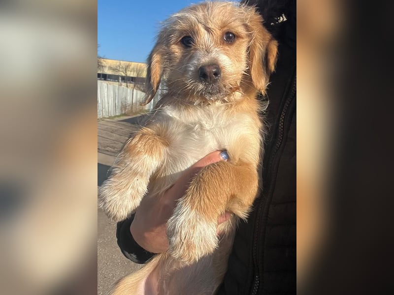 CINI ist eine von sechs bezaubernden Cockermix-Welpen.