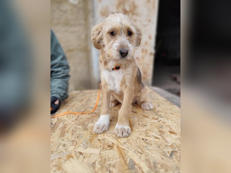 CINI ist eine von sechs bezaubernden Cockermix-Welpen.