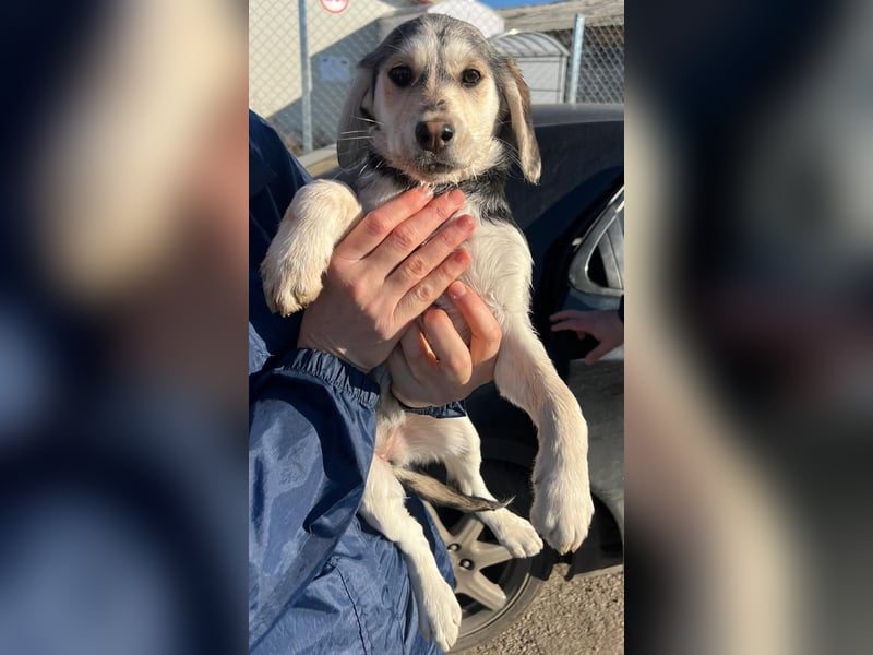 CELIA ist eine von sechs bezaubernden Cockermix-Welpen.