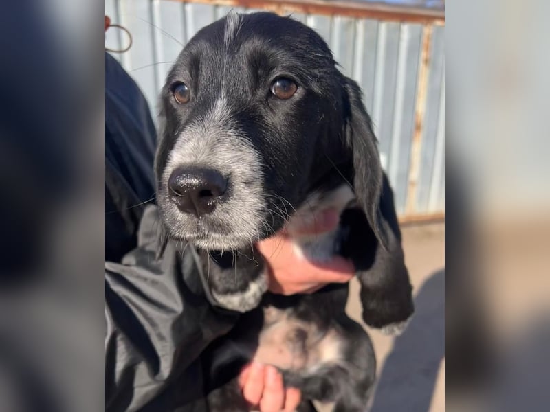 COLIN ist einer von sechs bezaubernden Cockermix-Welpen.