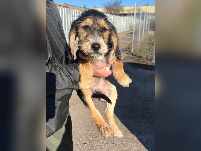 Cookie ist eine von sechs bezaubernden Cockermix-Welpen.