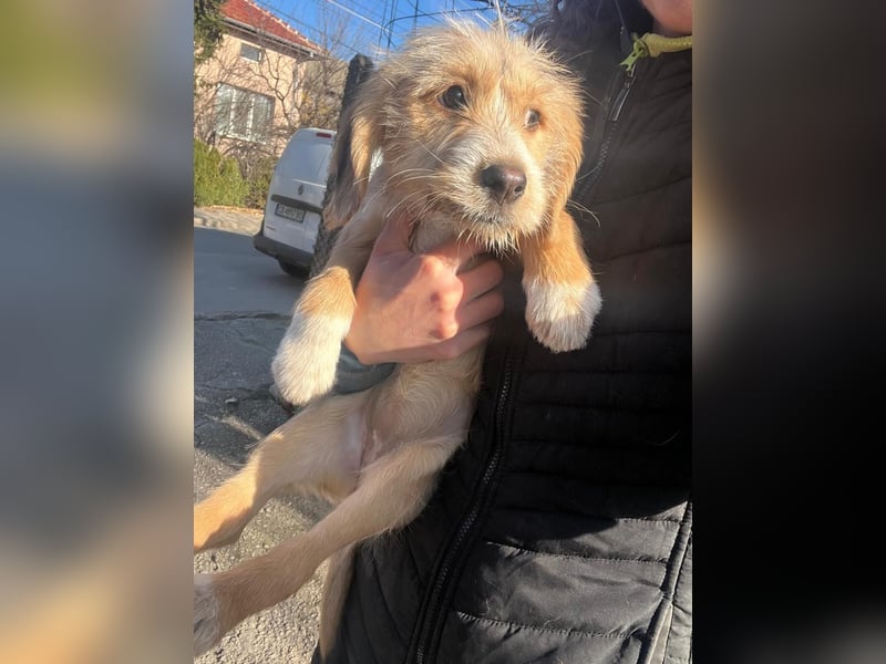 CINI ist eine von sechs bezaubernden Cockermix-Welpen.