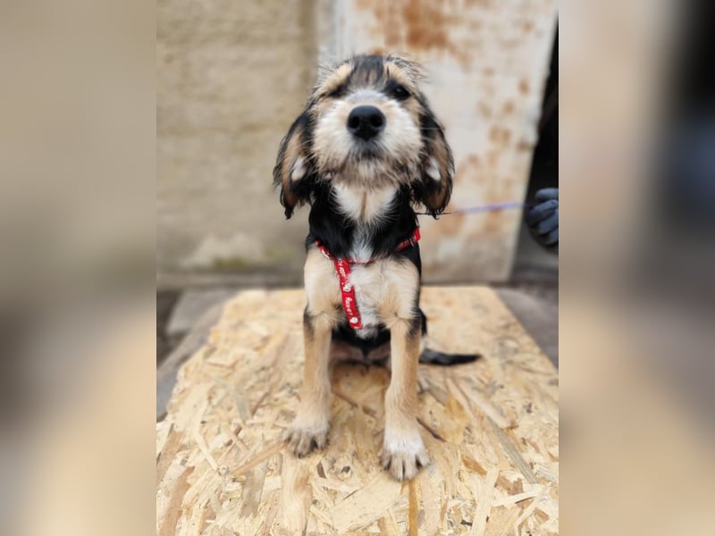 Cookie ist eine von sechs bezaubernden Cockermix-Welpen.