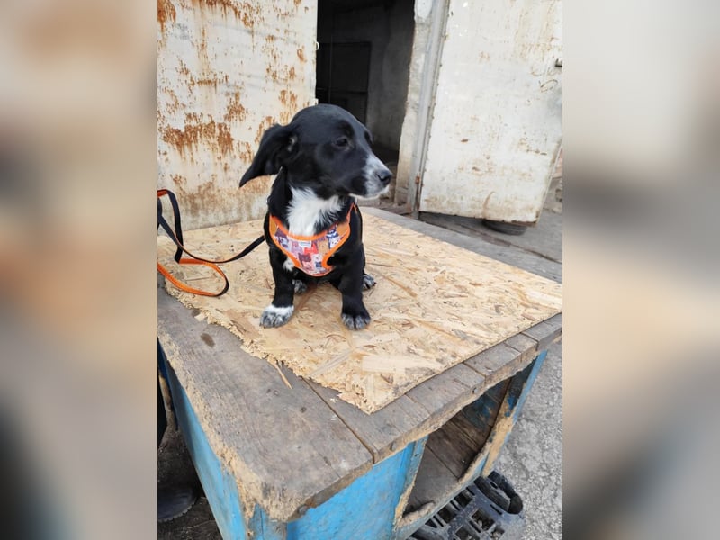 COCO  ist eine von sechs bezaubernden Cockermix-Welpen.