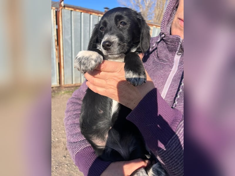 COSMA ist eine von sechs bezaubernden Cockermix-Welpen.