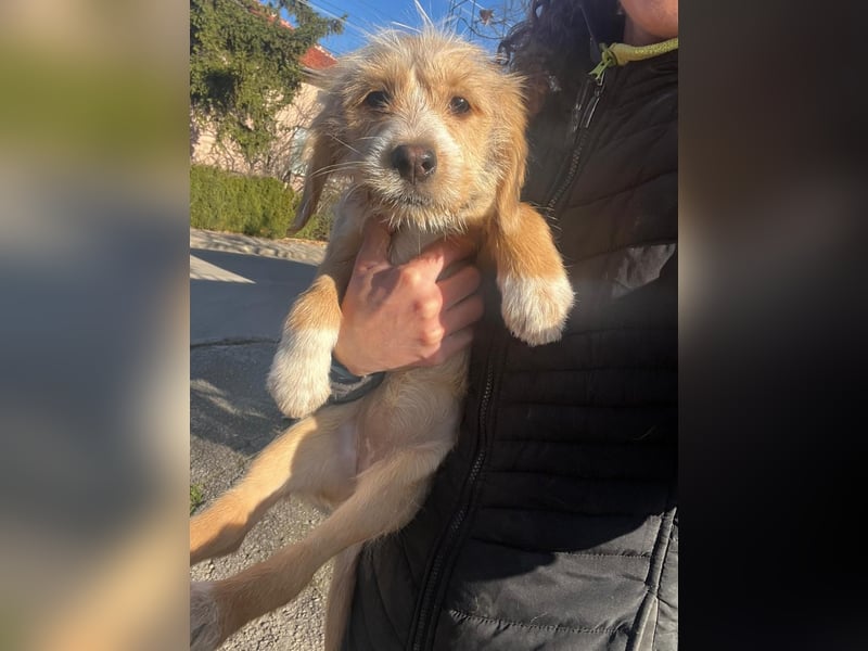 CINI ist eine von sechs bezaubernden Cockermix-Welpen.