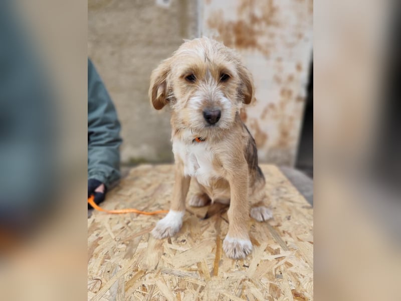 CINI ist eine von sechs bezaubernden Cockermix-Welpen.