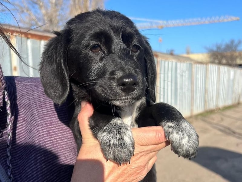 COCO  ist eine von sechs bezaubernden Cockermix-Welpen.
