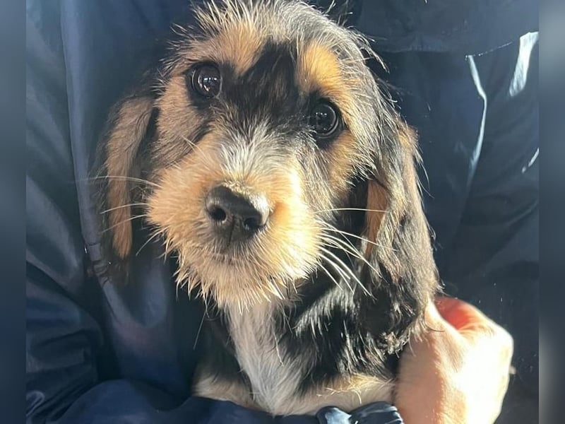 Cookie ist eine von sechs bezaubernden Cockermix-Welpen.
