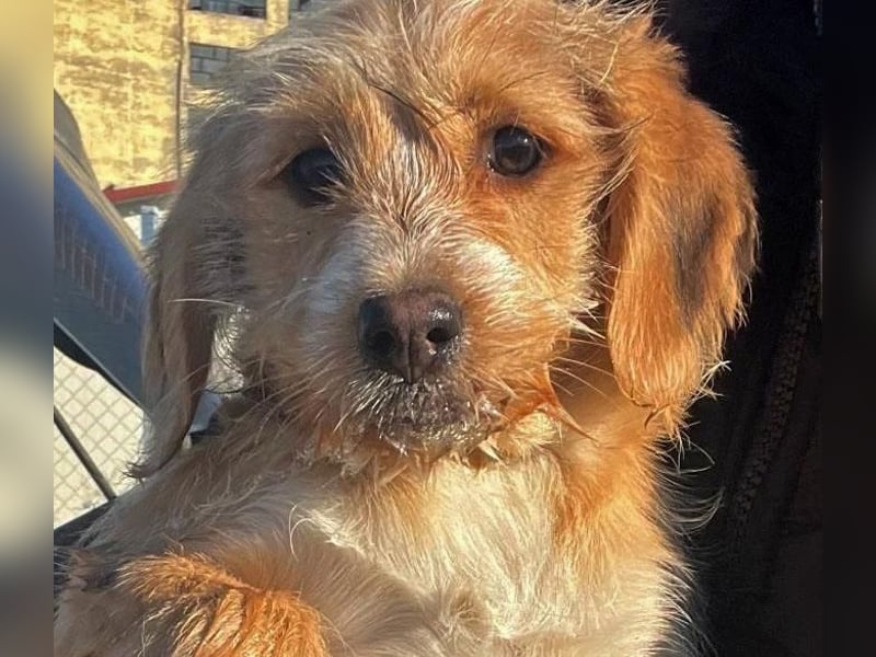 CINI ist eine von sechs bezaubernden Cockermix-Welpen.