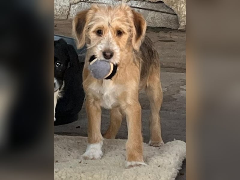 CINI ist eine von sechs bezaubernden Cockermix-Welpen.
