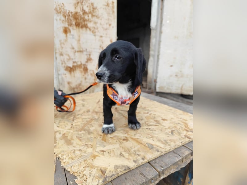 COCO  ist eine von sechs bezaubernden Cockermix-Welpen.