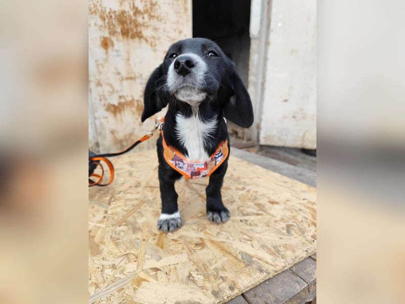 COCO  ist eine von sechs bezaubernden Cockermix-Welpen.