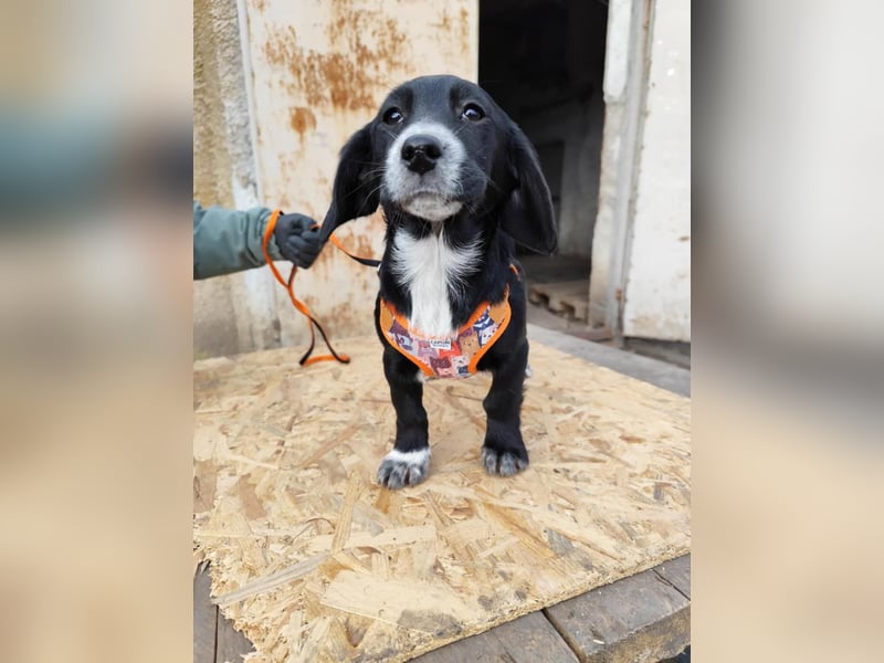 COCO  ist eine von sechs bezaubernden Cockermix-Welpen.