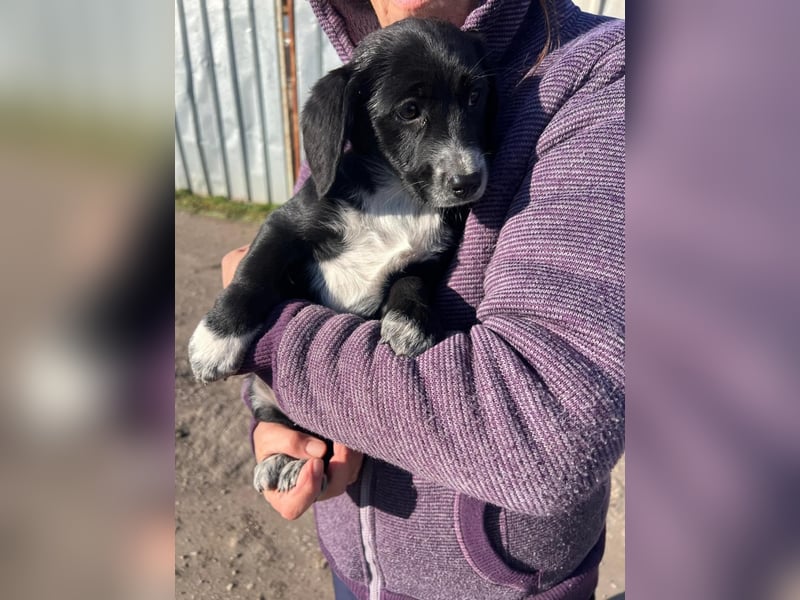 COSMA ist eine von sechs bezaubernden Cockermix-Welpen.