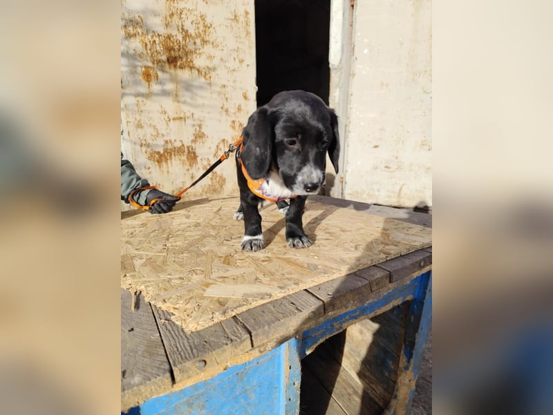 COCO  ist eine von sechs bezaubernden Cockermix-Welpen.