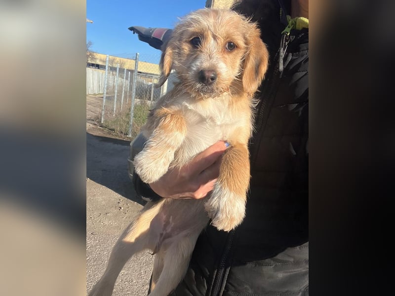 CINI ist eine von sechs bezaubernden Cockermix-Welpen.