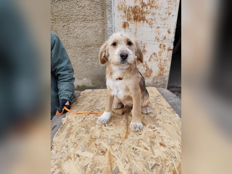 CINI ist eine von sechs bezaubernden Cockermix-Welpen.