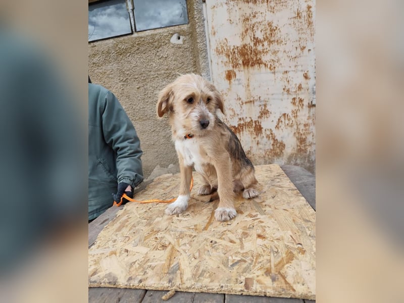 CINI ist eine von sechs bezaubernden Cockermix-Welpen.