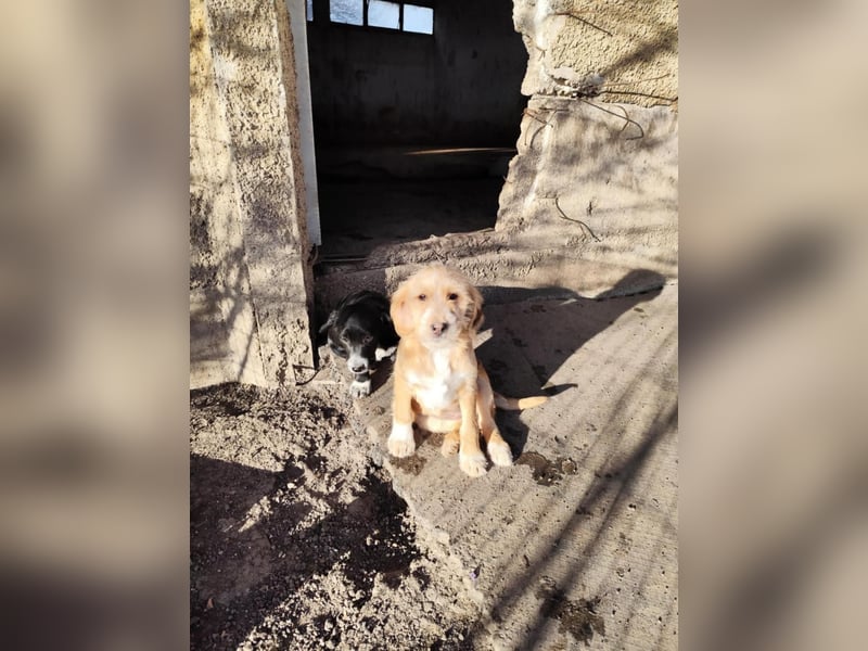 CINI ist eine von sechs bezaubernden Cockermix-Welpen.