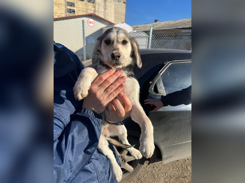 CELIA ist eine von sechs bezaubernden Cockermix-Welpen.