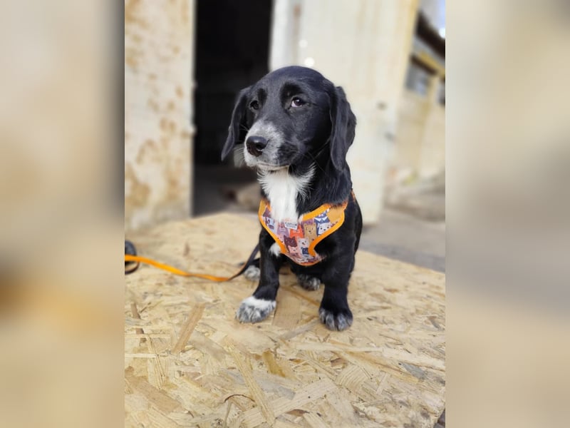 COCO  ist eine von sechs bezaubernden Cockermix-Welpen.