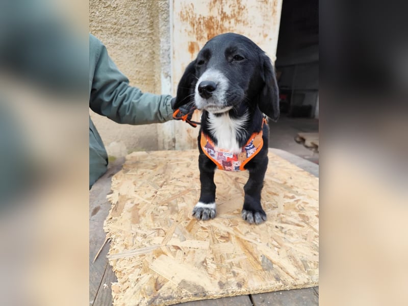 COCO  ist eine von sechs bezaubernden Cockermix-Welpen.