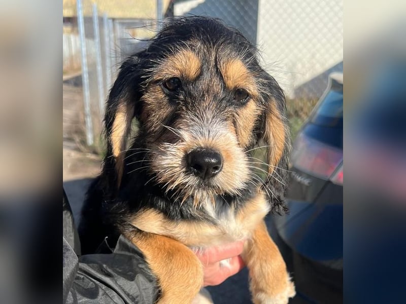 Cookie ist eine von sechs bezaubernden Cockermix-Welpen.