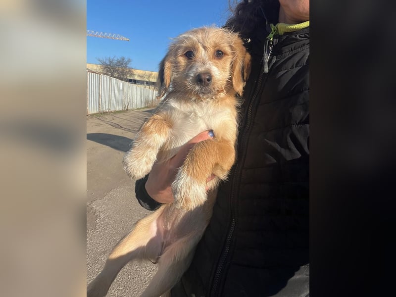 CINI ist eine von sechs bezaubernden Cockermix-Welpen.