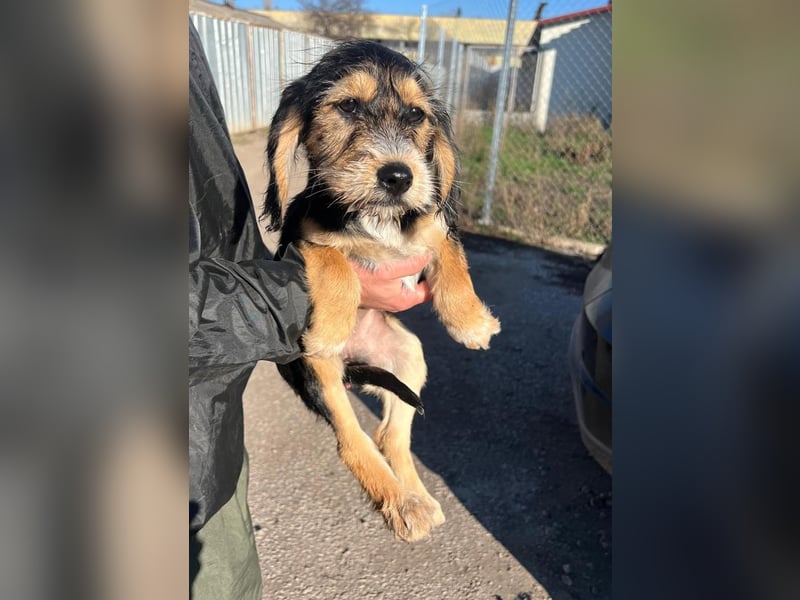 Cookie ist eine von sechs bezaubernden Cockermix-Welpen.