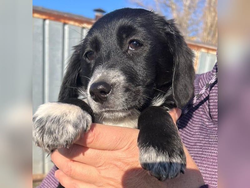 COSMA ist eine von sechs bezaubernden Cockermix-Welpen.