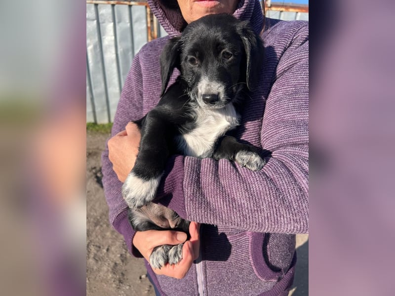 COSMA ist eine von sechs bezaubernden Cockermix-Welpen.