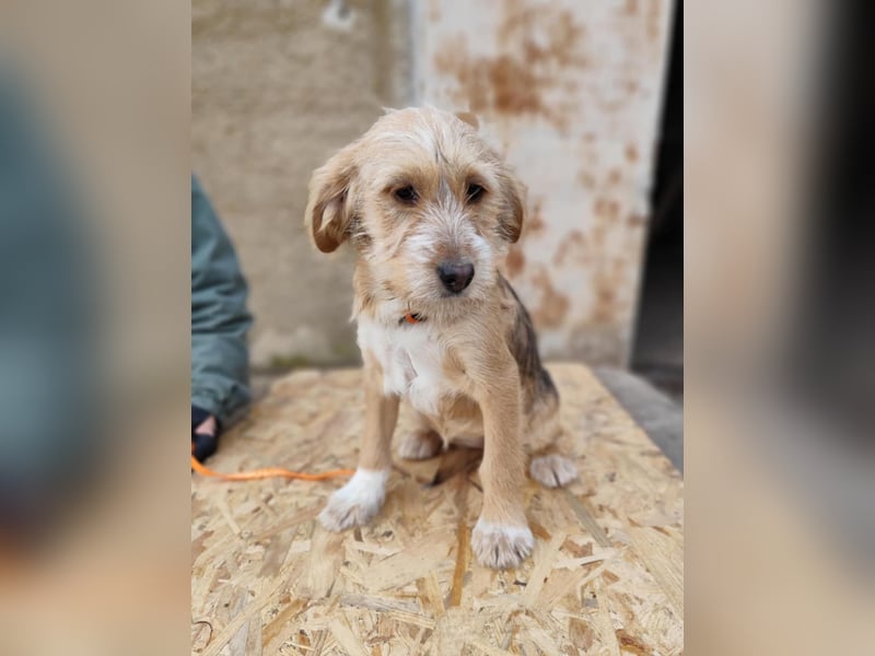 CINI ist eine von sechs bezaubernden Cockermix-Welpen.