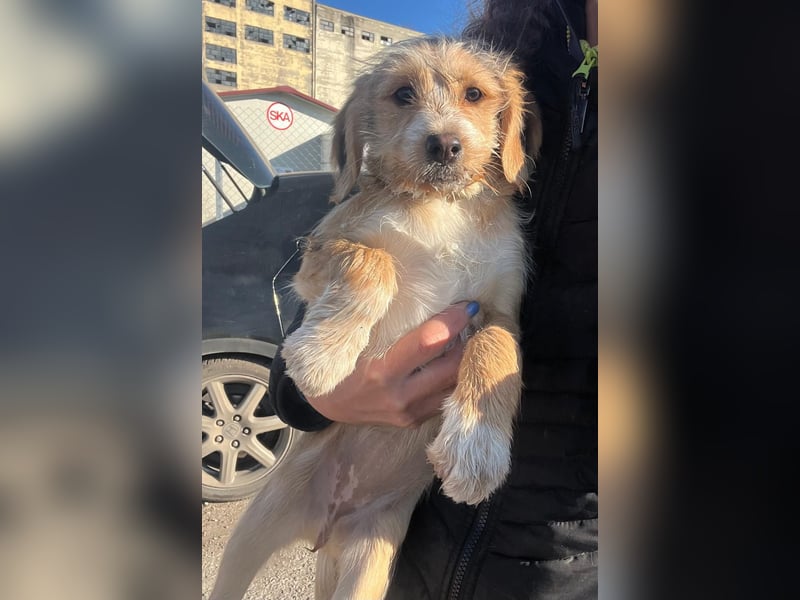 CINI ist eine von sechs bezaubernden Cockermix-Welpen.