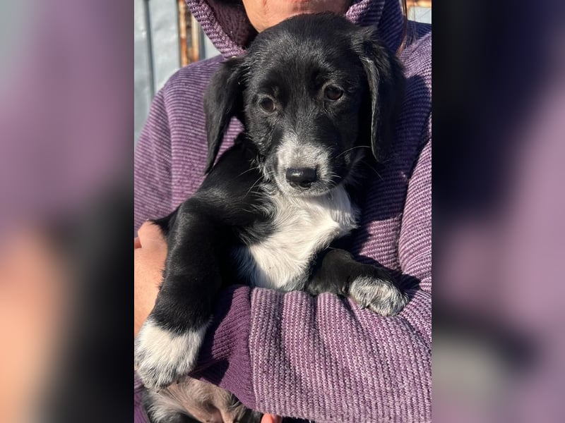 COSMA ist eine von sechs bezaubernden Cockermix-Welpen.