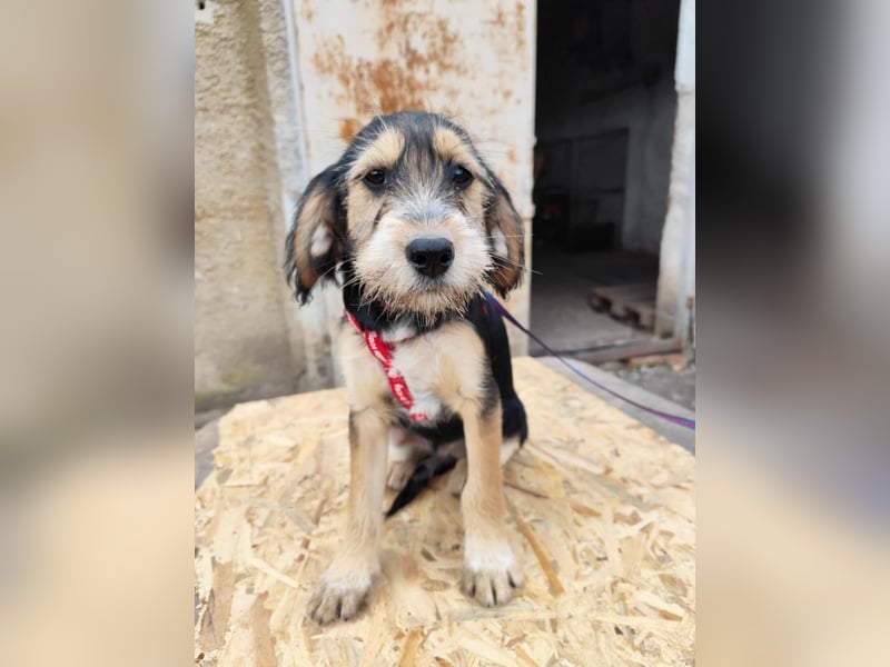 Cookie ist eine von sechs bezaubernden Cockermix-Welpen.