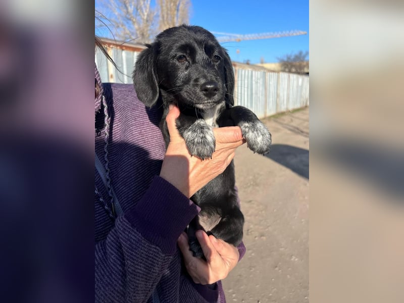 COCO  ist eine von sechs bezaubernden Cockermix-Welpen.