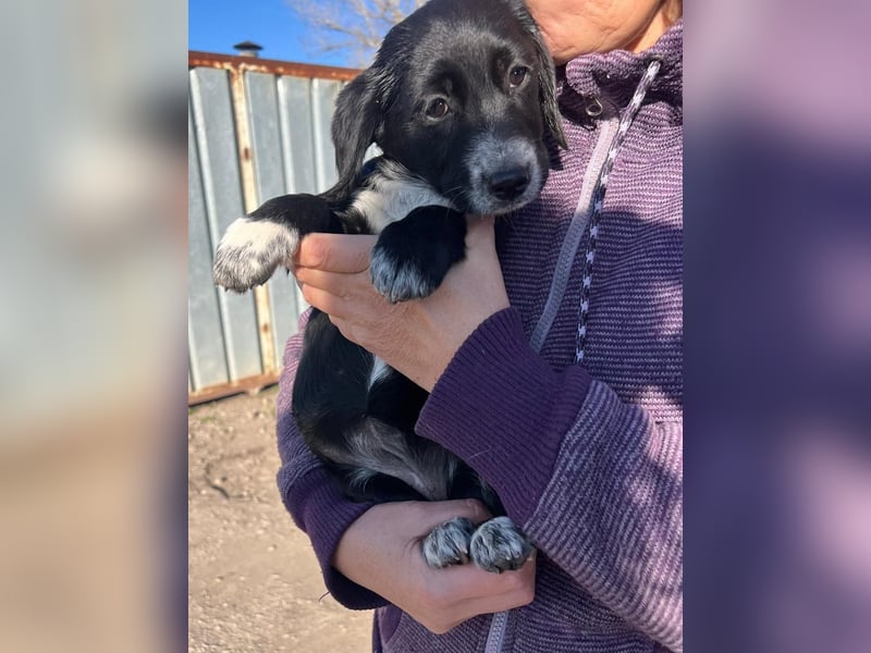 COSMA ist eine von sechs bezaubernden Cockermix-Welpen.