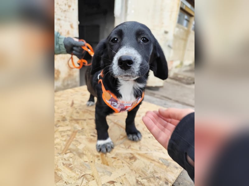 COCO  ist eine von sechs bezaubernden Cockermix-Welpen.
